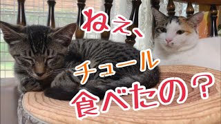 【しゃべる猫！】どうしてもチュールが食べたいキジトラ子猫が可愛い！