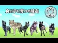 オオカミの血が入った子犬の観察をしてみた【犬との違い】