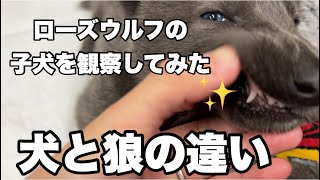 オオカミの血が入った子犬の観察をしてみた【犬との違い】