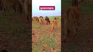 ইফতারি সামনে রেখে এই দোয়াটি পাঠ করুন #ওয়াজ #ইসলামিক_ভিডিও #দোয়া #facts #shorts #waz