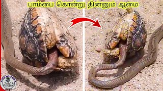 This Snake Messed with wrong Turtle | Turtles eating other animals | Tamil Wonders