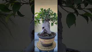 Ficus bonsai from Costco- California