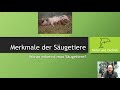 Merkmale der Säugetiere