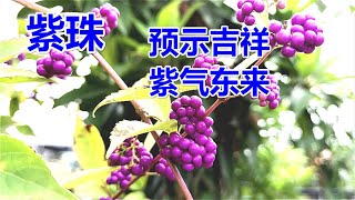 紫珠：预示吉祥如意，紫气东来，冬日不落