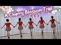 A Cherry Blossom Trail  Line Dance 벚꽂길-장윤정(Improver)/Eunhee Yoon (KOR)-March 2024