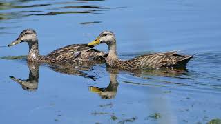 The Mottled Duck and Common Gallinule