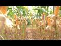 Jagung NK 007 Andalan (Produk Unggulan Syngenta)