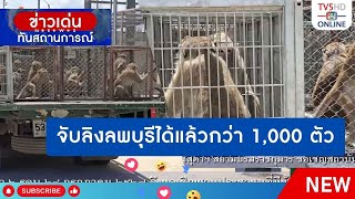 จับลิงลพบุรีได้แล้วกว่า 1,000 ตัว