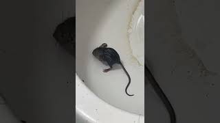 RATS coming up into your toilet? YOU MUST DO THIS! #rat #toilet ππ½