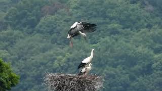 鳴門コウノトリ 2020/06/12 撮影 成長記録 徳島県鳴門市