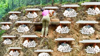 REWIND TIMALSPE --288 Days Building Many Nest For Hen To Lay Lots of Eggs, Hatched Many Chicks