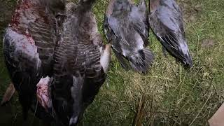 End of Season Medley - Wildfowling