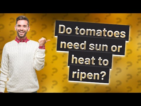 Do Tomatoes need sun to ripen?