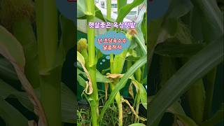 옥상텃밭 옥수수가 잘 자란다.  grow well corn on rooftop garden.  #황영웅 미운사랑