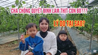 334🇰🇷 LÝ DO CHA CHỒNG HÀN QUYẾT ĐỊNH LÀM THỊT CON BÒ??