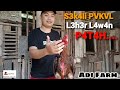 AY4M Tipe Pvkvl//Sekali Pvkvl P4T4H L3h3r L4w4n #ayam #bangkok #ayambangkokindonesia