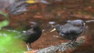 カワガラスの巣立ち雛への給餌