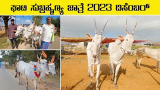 Ghati Subrahmanya cattle fair 2023 December - 4K video