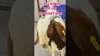 🐐बाख्रा पालनमा ३० माउ बाख्राको लागि एक बोका #goat #viral #trending