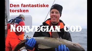 Norwegian Cod - den fantastiske torsken. Skreifiske i Lofoten.