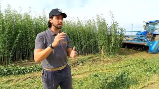 Harvesting lignocellulosic biomass crops at Cadriano farm in Bologna, Italy