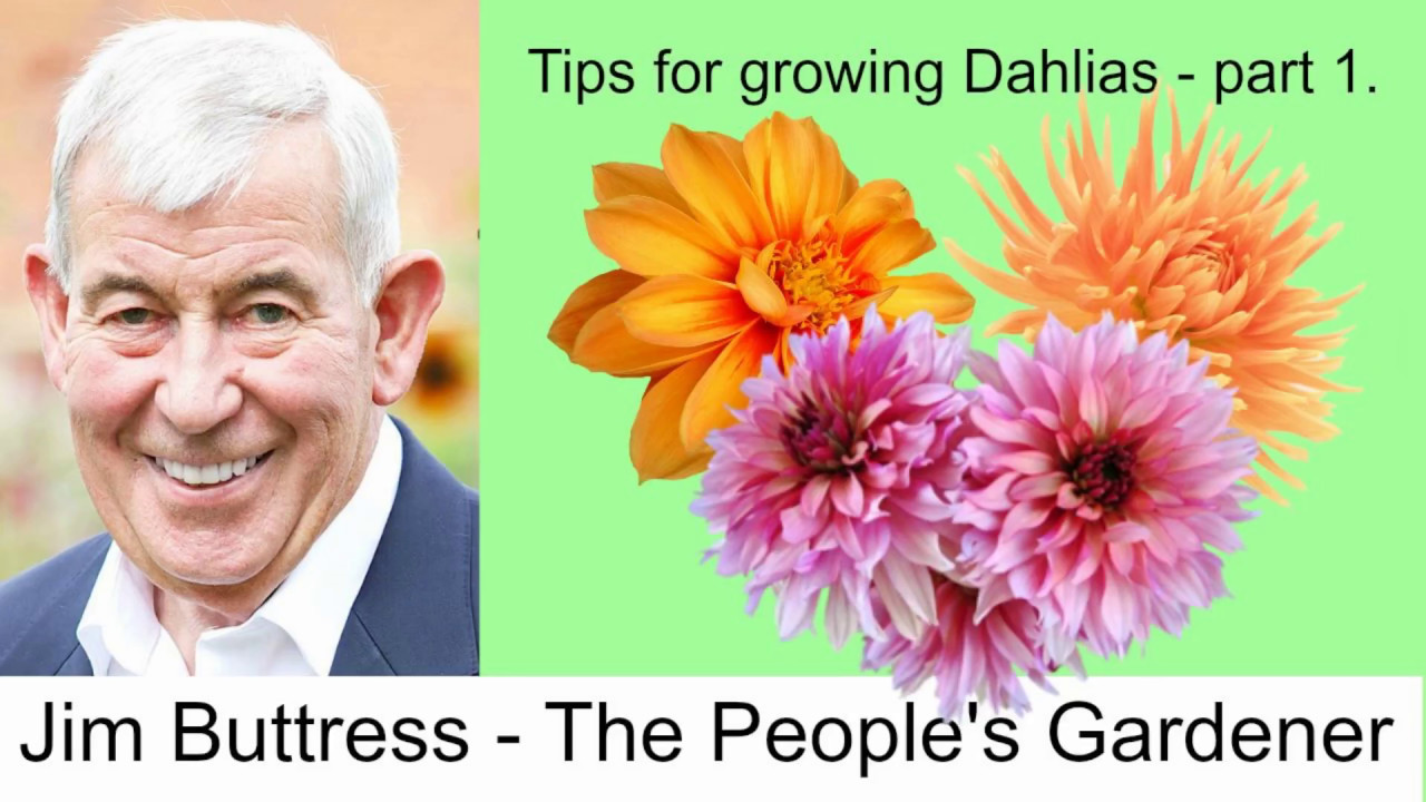 Growing Dahlias Part 1 Youtube