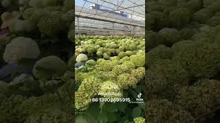 Hydrangea are in harvest now!        #hydrangea #bluhydrangea #preservedhydrangea #3hlink