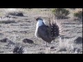 Greater Sage Grouse (Centrocercus urophasianus) Lek