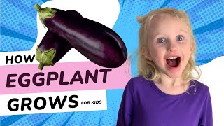 Eggplant Facts for Kids | How Eggplant Grow | Educational Video for Kids