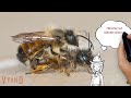 Wildbienenarten bestimmen: Typische Merkmale von Bienen am Insektenhotel