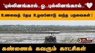 உணவைத் தேடி உழவனோடு வந்த பறவைகள் !😍 Viral Birds Video | PT Kovai