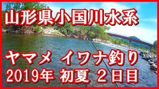 山形県小国川水系 山女魚 岩魚釣り 2019年初夏 2019年5月31日 1日目