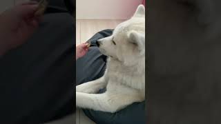 【秋田犬と子供】どうしてもおやつをあげたい弟くんといらない凛太郎　#akitadog