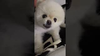 간식아 내가지켜줄게#포메라니안#puppy