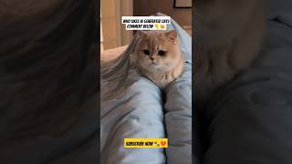 Force Kitten To Sleep 😺😴 | if you like this video comment below 👇#cat #catlover #funnycats #shorts