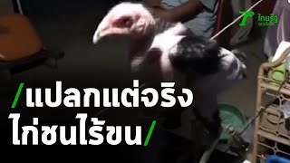 แปลกแต่จริง เจ้าสิบหมื่นไก่ชนไร้ขน | 09-06-63 | ข่าวเช้าหัวเขียว