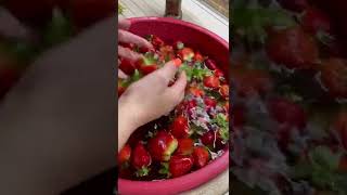 Сезон відкрито!🍓