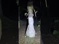 Paranormal Live *4/9 • v2* Arasz @ Hutan Buluh Puaka Bandung Indonesia S02E04