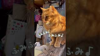 寝る子は育つ #猫 #cat #地域猫