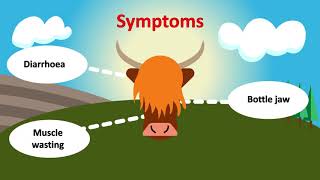 Johne's Disease - HiHealth Herdcare