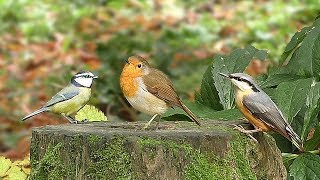 Relaxing TV for Cats : Birds Chirping in Autumn