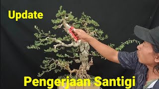 Update Pengerjaan Bonsai Santigi