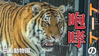 【円山動物園アムールトラ】キリルおじいちゃんに捧げる！3歳になるトートの咆哮#円山動物園#アムールトラ#トート