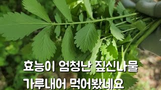 항암 항염에 효능이 있는 짚신나물 가루내어 먹어 보기