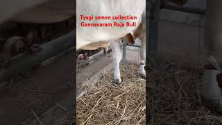 Kasanneni Raja Bulls.Gannavaram TYAGI Semen Collection