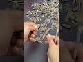 Easy Life Hack 2023 || How to remove the skin from sunflower seeds. #viral #lifehack #shorts #flower