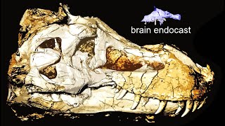 Tyrannosaurus rex : cerveau, organes sensoriels et comportement