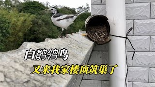 白鹡鸰鸟又来我家楼顶筑巢了，不交房租不交保护费，真会找地方【叁伍萌宠】