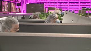 Florida company opens Colorado’s largest vertical farm