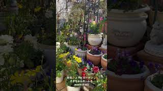 【HD動画】2025年1月15日  冬の花が咲いています。 #flowers #garden #癒し#自然 #naturelovers #薔薇は美しく散る #ばらの花 #rosegarden